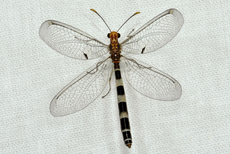 Myrmeleontidae: Megistopus flavicornis
